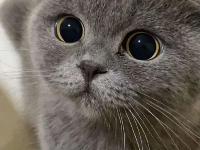 British shorthair, Улаанбаатар — Сонгинохайрхан — 1-р хороолол