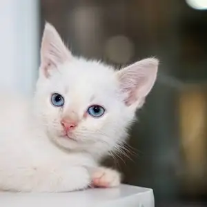 Angora, Улаанбаатар — Налайх — 7-р хороо