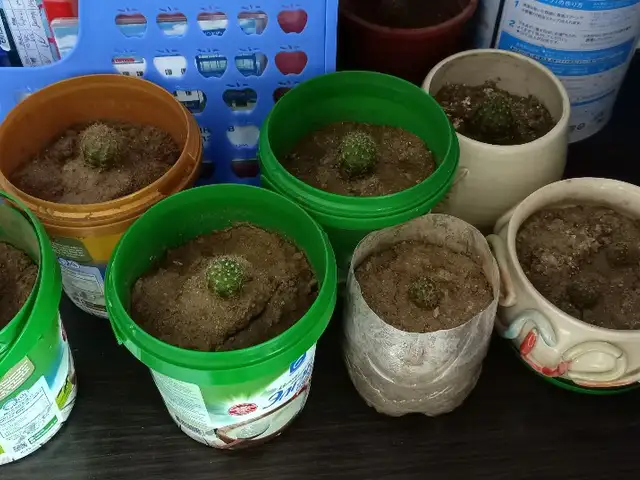 Кактус, Улаанбаатар — Баянгол — 3, 4 хороолол