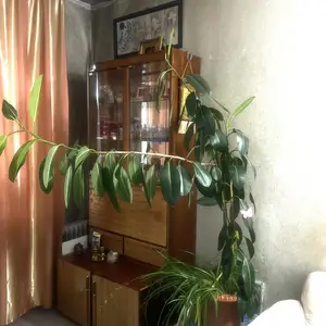 Удан бор, Улаанбаатар — Баянзүрх — 25-р хороо
