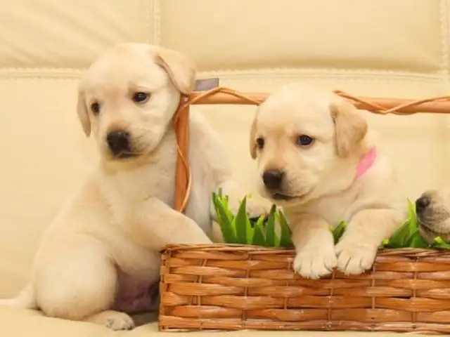 Labrador gold g, Улаанбаатар — Налайх — 1-р хороо