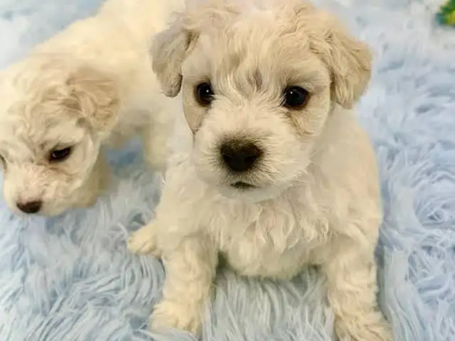 Bichon frise pupies, Улаанбаатар — Баянзүрх — Товчоо
