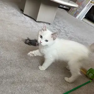 5 сартай ragdoll эм муур, Улаанбаатар — Баянгол — 8-р хороо