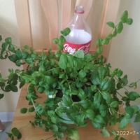 Минт-зүрх ходоодны цэцэг Минт-зүрх ходоодны цэцэг