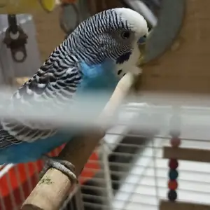 Toti, Улаанбаатар — Сүхбаатар — 9-р хороо