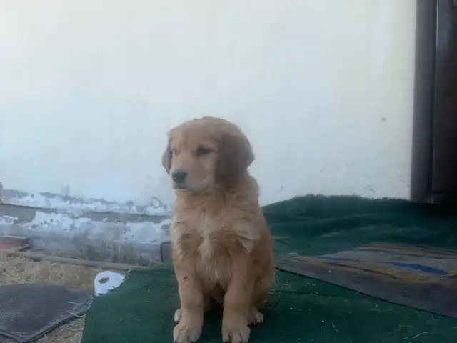2сар гарантай эм гөлөг golden retriever үйлдэрийнх, Улаанбаатар — Хан-Уул — 19-р хороолол
