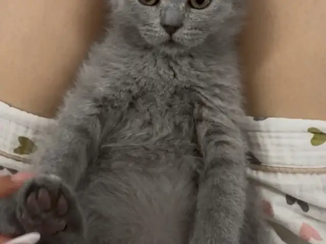 2sar garanrai british short hair, Улаанбаатар — Хан-Уул — 11-р хороо