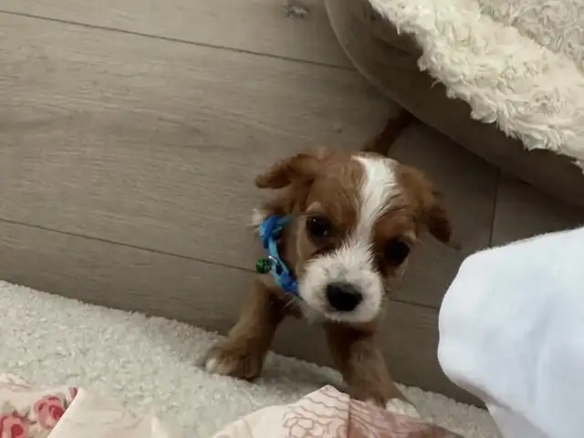 Cavalier king charles үүлдэрийн нохой, Улаанбаатар — Хан-Уул — Яармаг