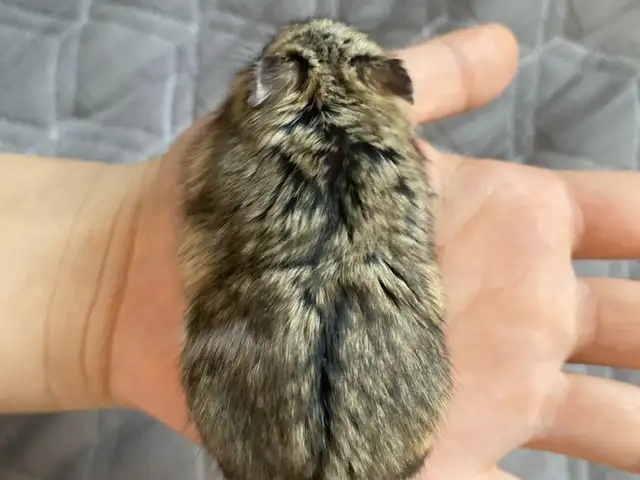 Hamster, Улаанбаатар — Хан-Уул — 3-р хороо