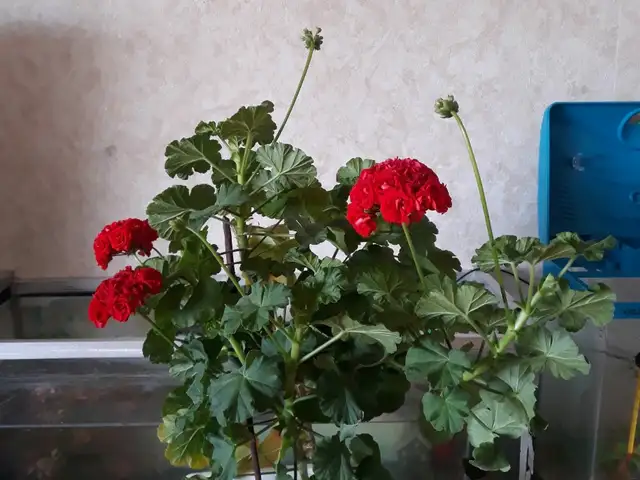Tsetseg, Улаанбаатар — Чингэлтэй — 24-р хороо