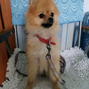 Pomerian spits, Улаанбаатар — Баянгол — 3, 4 хороолол
