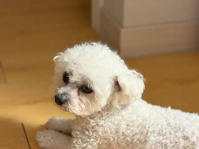 Bichon grise, Улаанбаатар — Хан-Уул — Яармаг