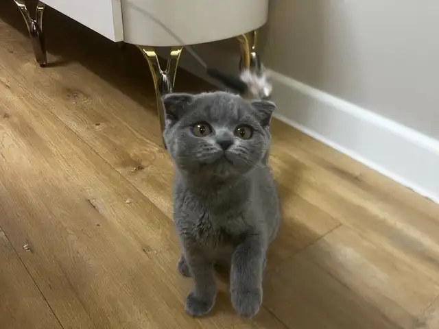 Scottish fold uuldriin 3sartai em muur, Улаанбаатар — Сүхбаатар — 100 айл