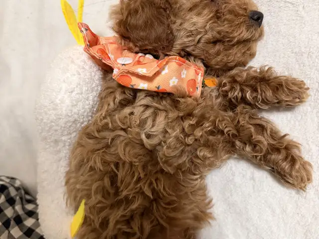 2 сартай toy poodle нохой., Улаанбаатар — Сүхбаатар — 100 айл