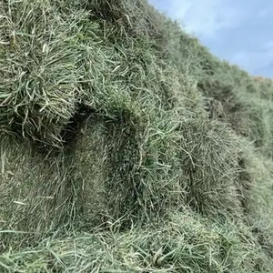 Портер өвс, Улаанбаатар — Сүхбаатар — Шарга морьт