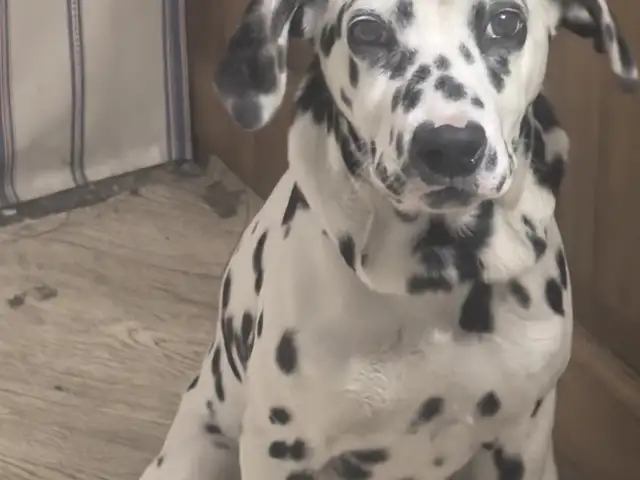 3sartai dalmatian, Улаанбаатар — Чингэлтэй — 13-р хороо
