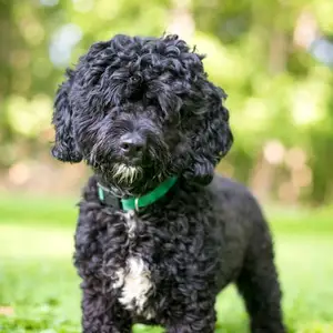 Mini poodle гөлөг, Улаанбаатар — Чингэлтэй — 14-р хороо