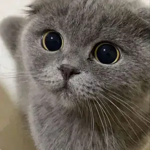 British shorthair, Улаанбаатар — Сонгинохайрхан — 1-р хороолол