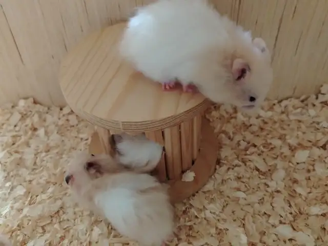 Syrian hamster, Улаанбаатар — Чингэлтэй — Чингэлтэй