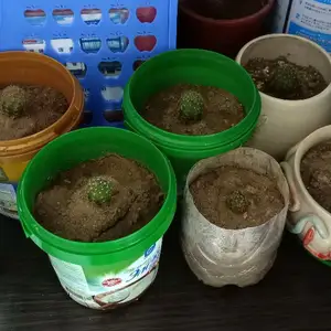 Кактус, Улаанбаатар — Баянгол — 3, 4 хороолол