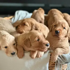 Golden retreiver, Улаанбаатар — Налайх — 7-р хороо