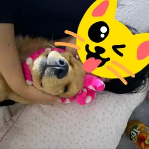Golden retriever, Улаанбаатар — Баянзүрх — 5-р хороо
