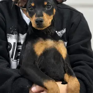 Toy terrier гөлөг, Улаанбаатар — Баянзүрх — Баянзүрх дүүрэг