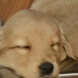 Golden retriever, Улаанбаатар — Баянгол — Баруун 4 зам