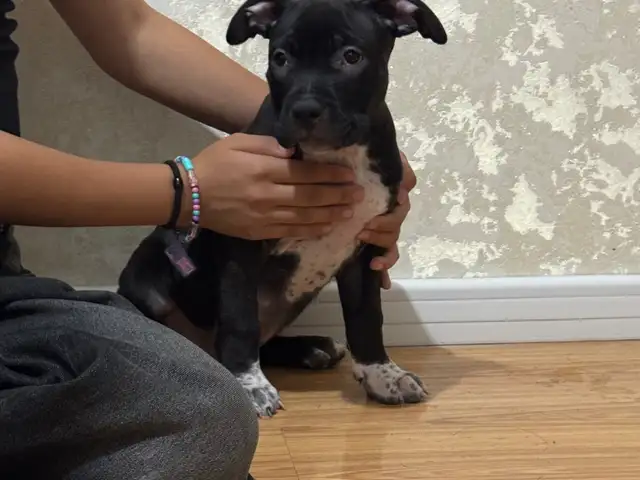3 sartai americanbully 2 gulug, Улаанбаатар — Баянгол — Модны 2