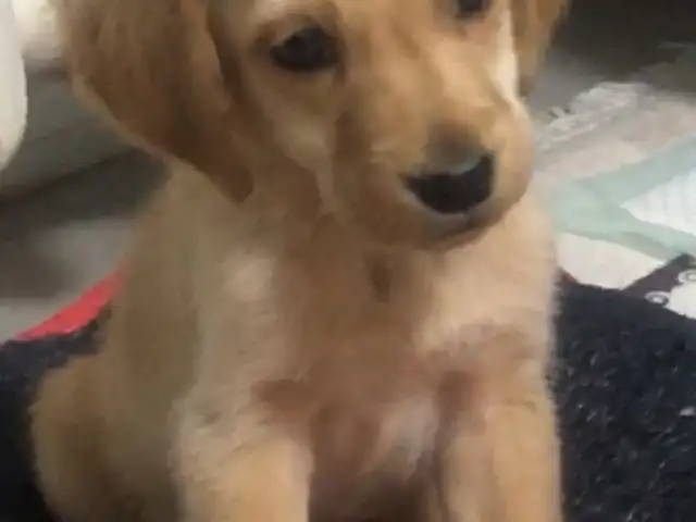 Labrador 2srtai er golog, Улаанбаатар — Сонгинохайрхан — Ханын материал