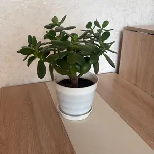 Мөнгөний мод, Улаанбаатар — Сонгинохайрхан — 1-р хороолол