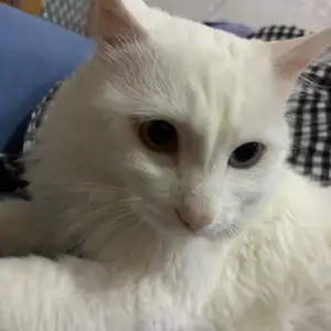 Муур, Улаанбаатар — Баянзүрх — Сансар