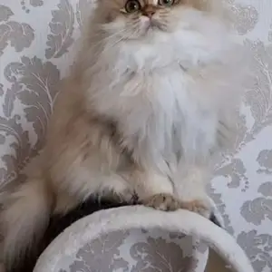 Голлен шиншилла, Улаанбаатар — Сүхбаатар — 15-р хороо
