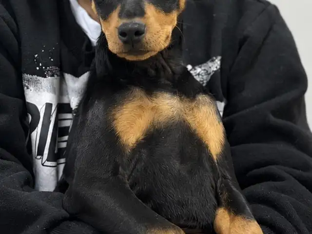 Toy terrier гөлөг, Улаанбаатар — Баянзүрх — Баянзүрх дүүрэг